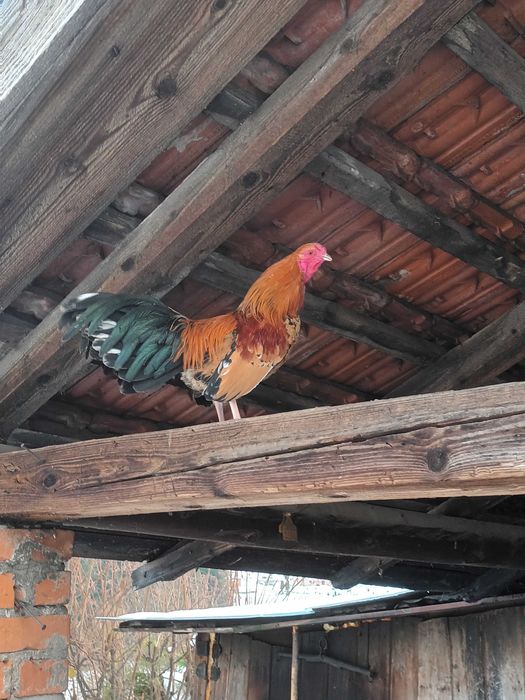 Liliput liliputy koguty