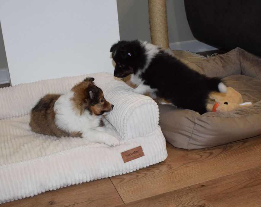 Owczarek szetlandzki sheltie z metryką ZKwP/ FCI