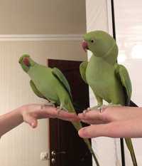 Пернаті, домашні Ожерелові папуги