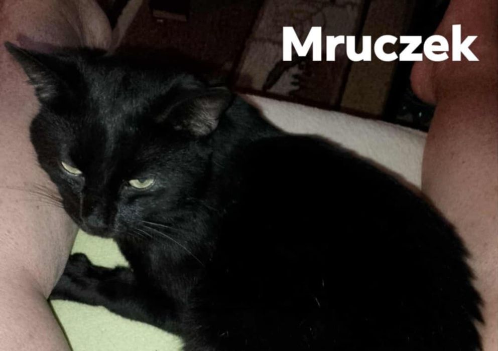 1.5 roczny zdrowy,wykastrowany kocurek do adoocji.