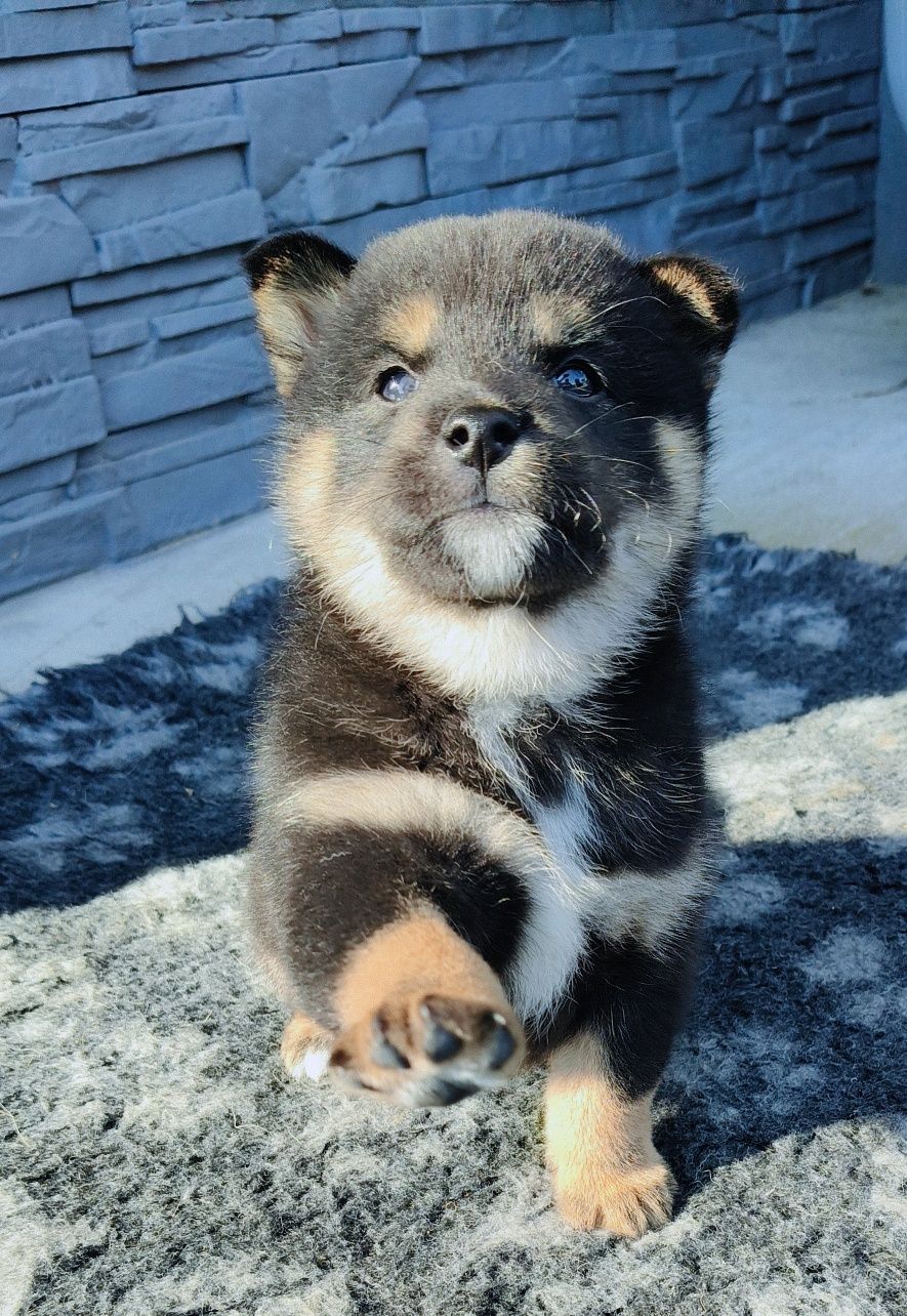 Shiba inu ZKwP/FCI do odbioru