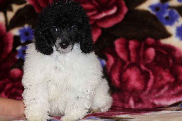 malutki  piesek pudelek  toy miniaturka