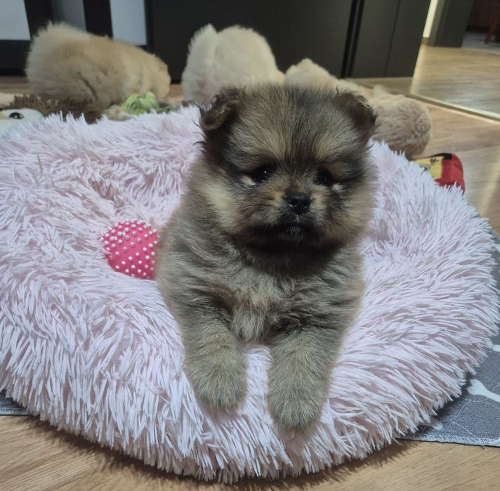 Szpic miniaturowy - suczka - odbior grudzień