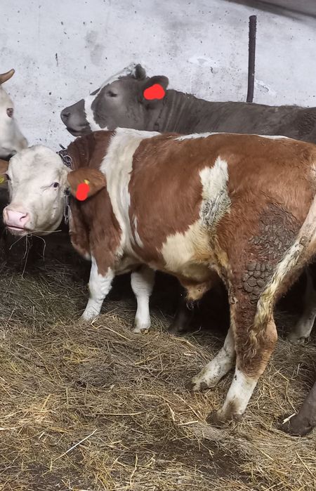 Odsadki byczki mięsne, simental