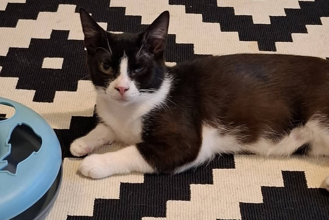 Cudne kotki do adopcji