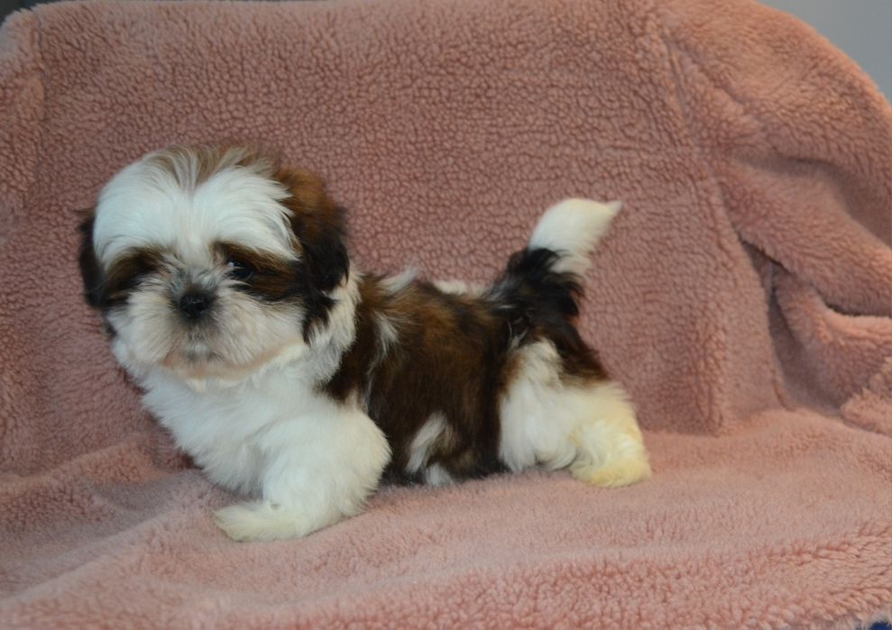 Śliczny malutki piesek Shih tzu