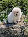 Śliczny piesek pomeranian Fci