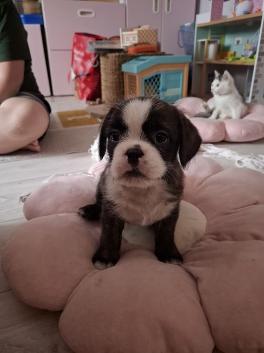 Oddam pieska tylko do dobrego domu!