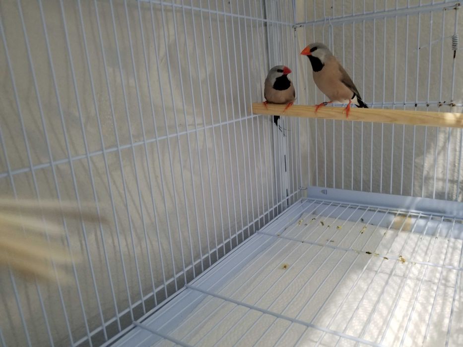 Passarinhos Mandarins Gigantes e exóticos