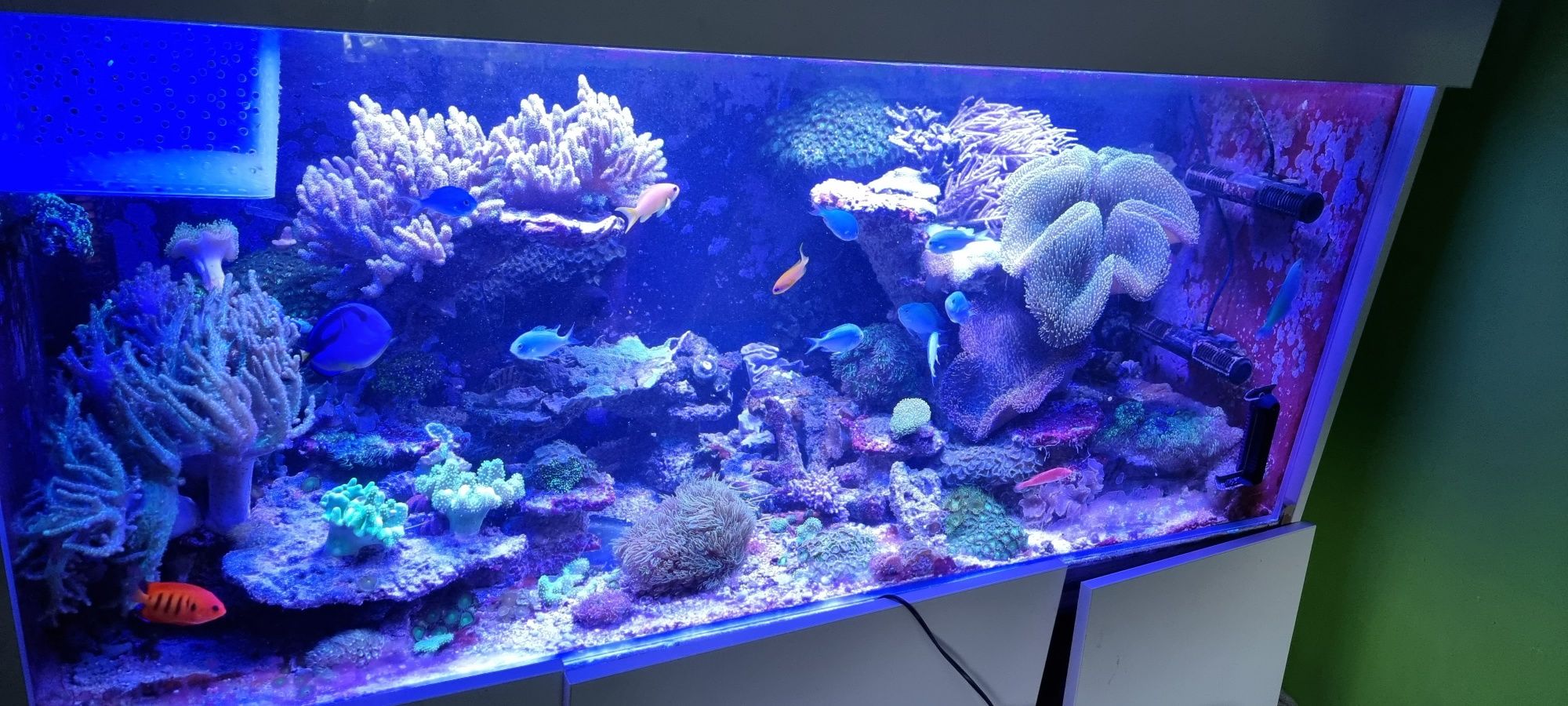 Akwarium morskie koralowce miękkie- zoanthus, sinularia, briareum