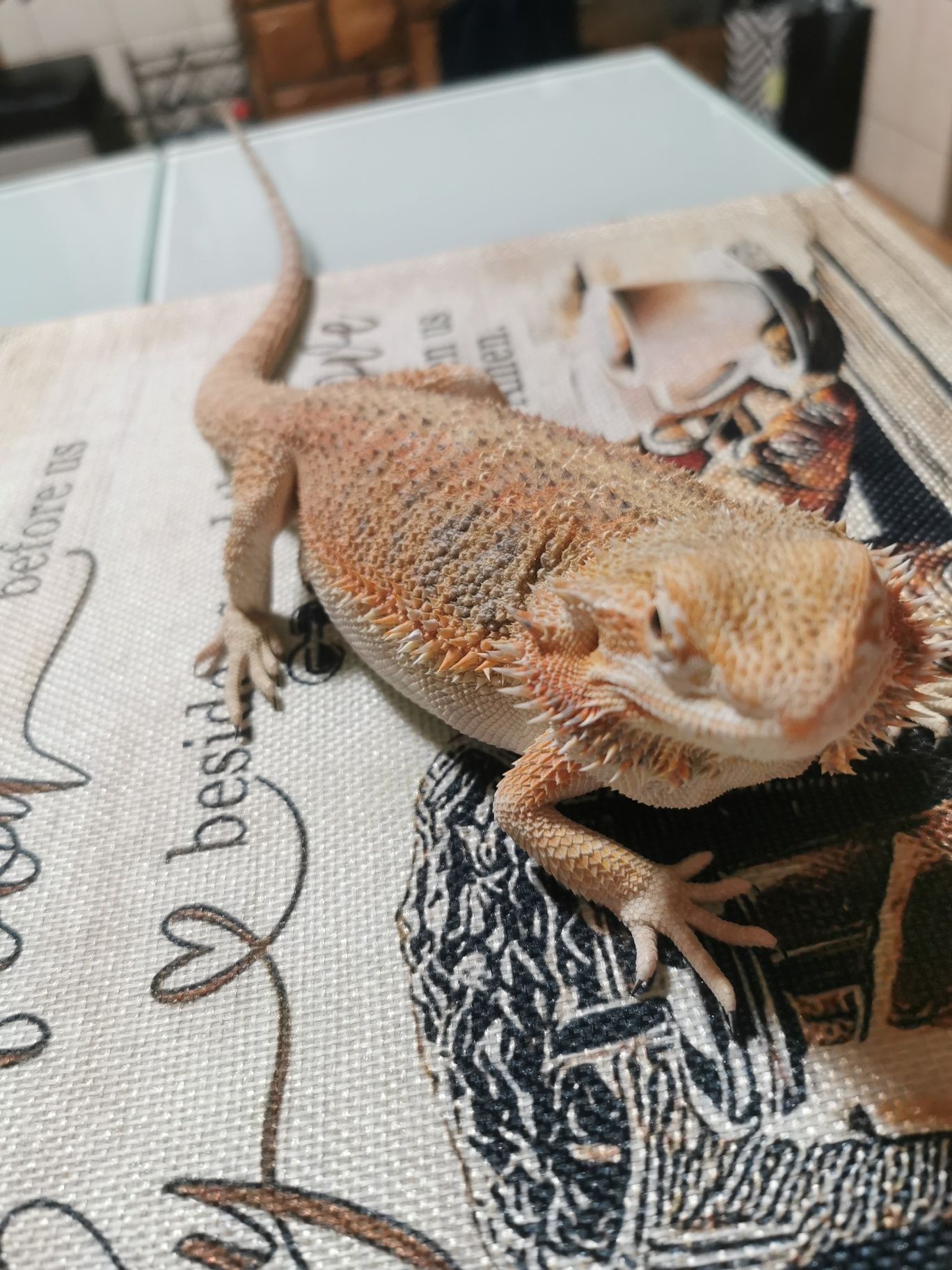 Agama brodata młoda