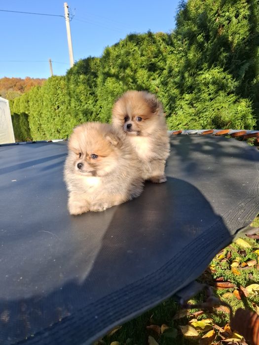 Szpic miniaturowy Pomeranian