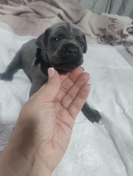 Щенки Кане корсо