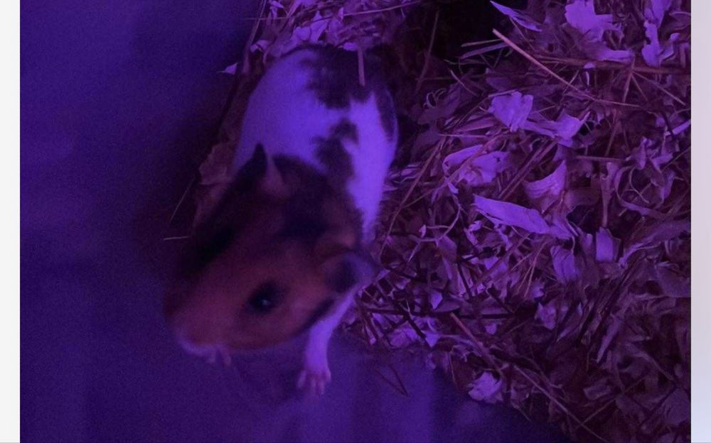 Oddam chomika syryjskiego