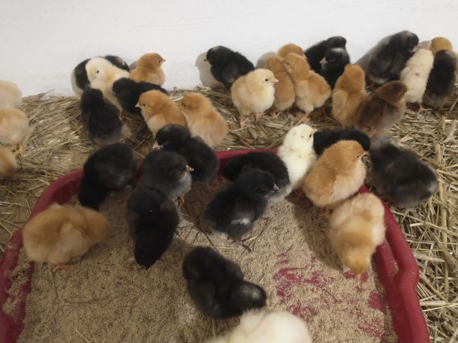 1 dniowe Kurczęta, Pisklęta Kur Niosek , przyjmuję zamówienia 03.11.25