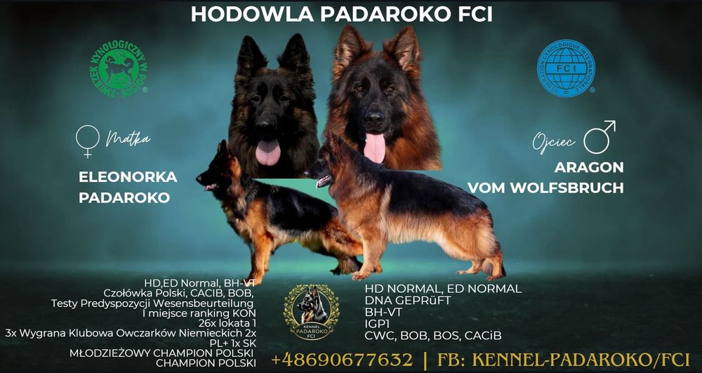 Owczarek Niemiecki długowłosy FCI WYBITNE