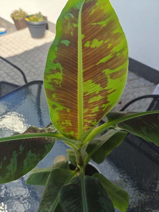 Bananowiec Musa Dwarf Cawendish