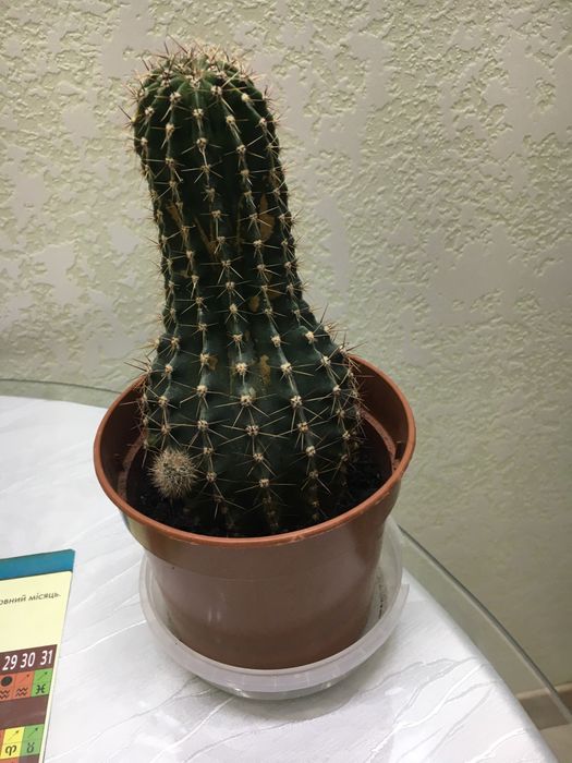 Кактус кімнатний