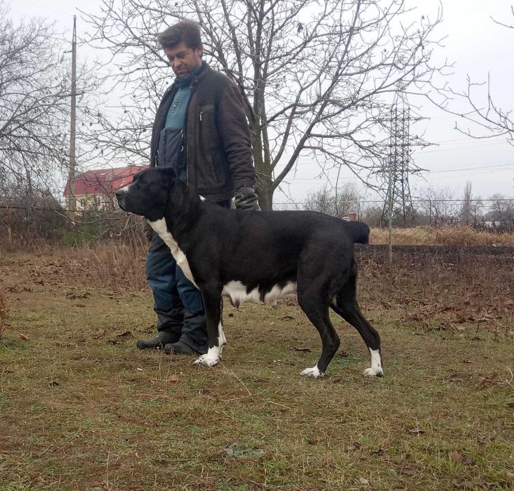 Вязка кабель алабай!