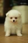 Pomeranian Szpic miniaturowy