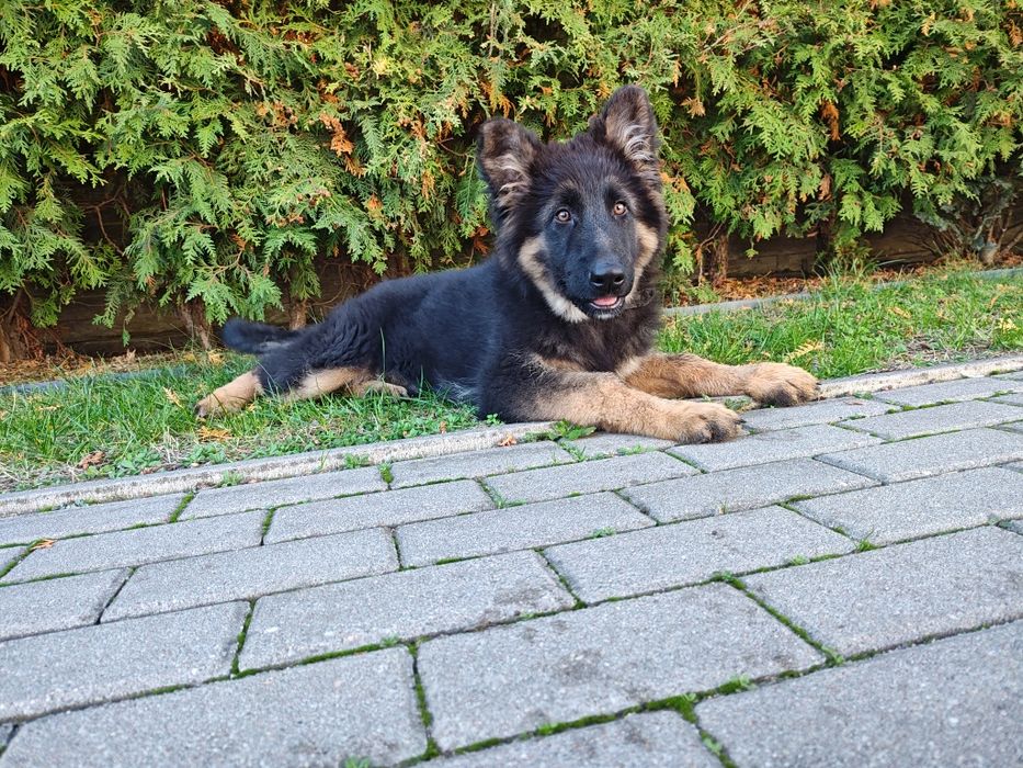 Suczka 4mies owczarek niemiecki