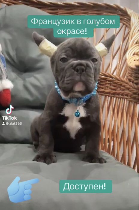 Чудо голубые глазки, голубой французик