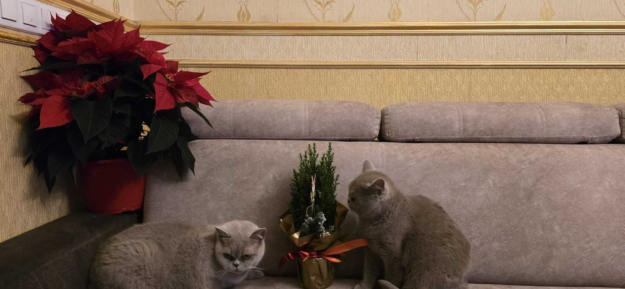 Kocurek i dwie kotki krótkowłose do hodowli