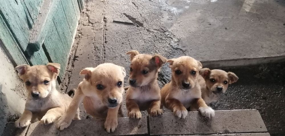 Отдам в хорошие руки