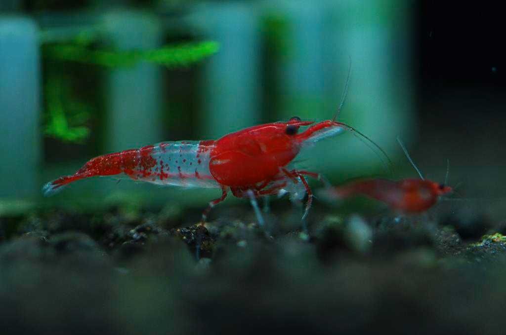 Krewetki neocaridina Red Rili