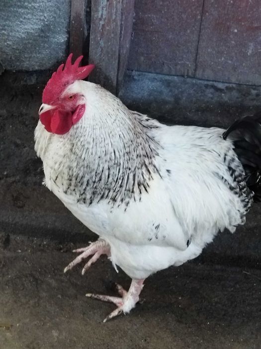 Обмін на бараболю різну моїх півнів, на зерно, крупи, курочок, а тако