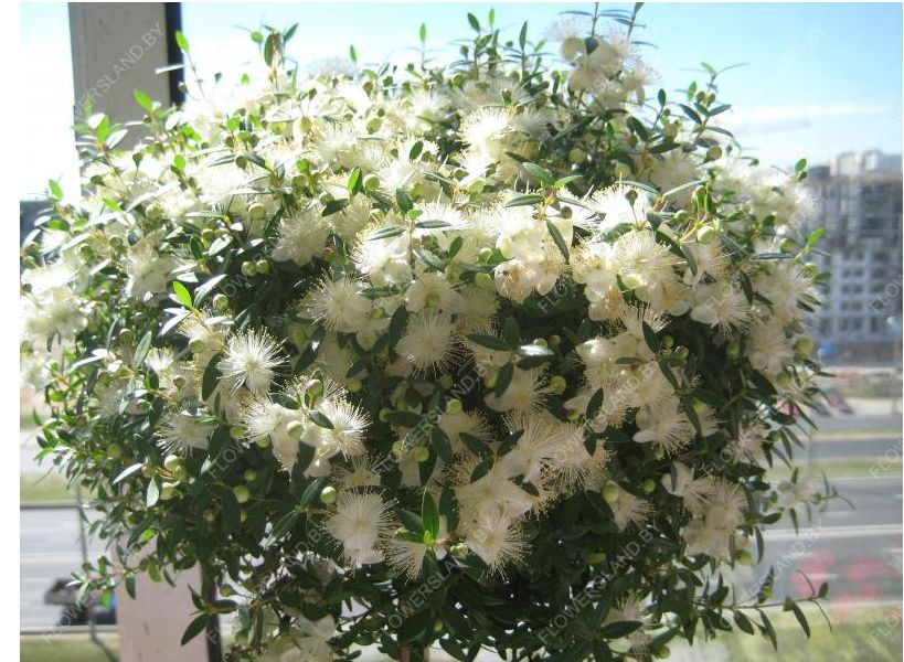 Мирт благородный