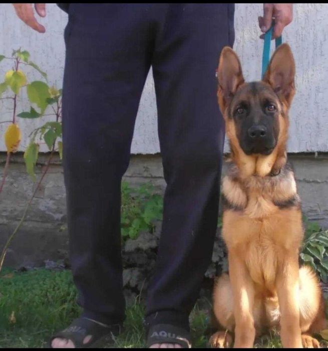 Дівчинка німецької вівчарки 6 міс КСУ