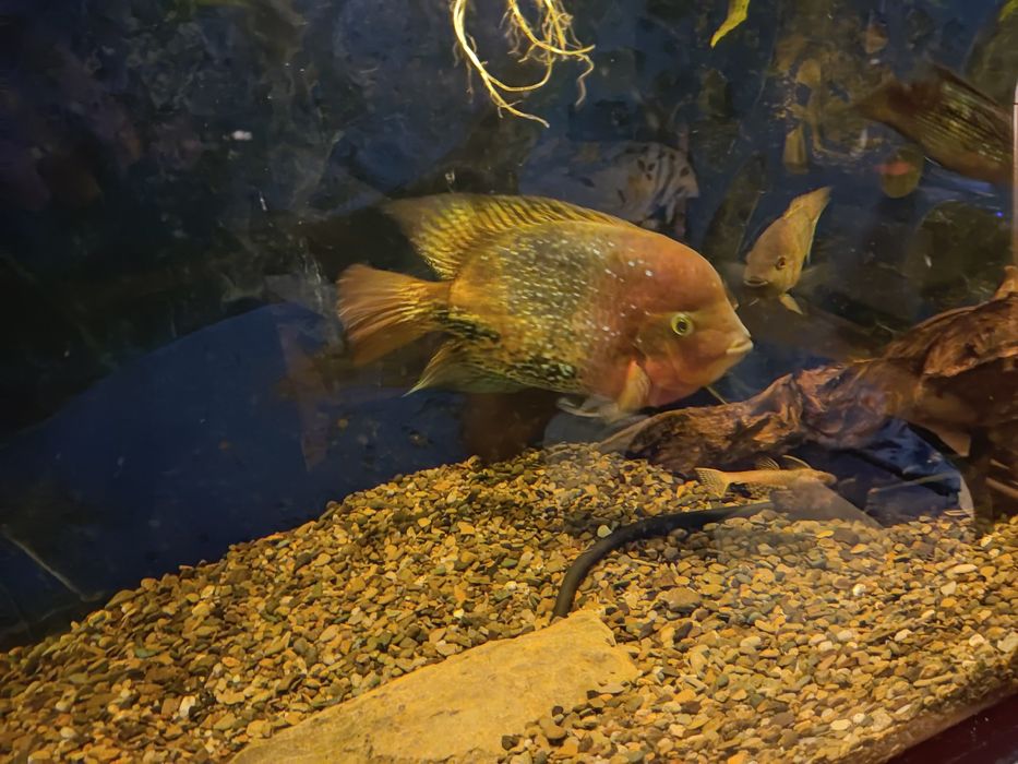 Pielęgnice Vieja Synspilum Blue Spotted, Lyonsii