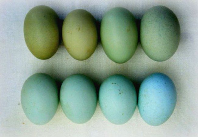 Курячі яйця домашні для споживання і для інкубатора