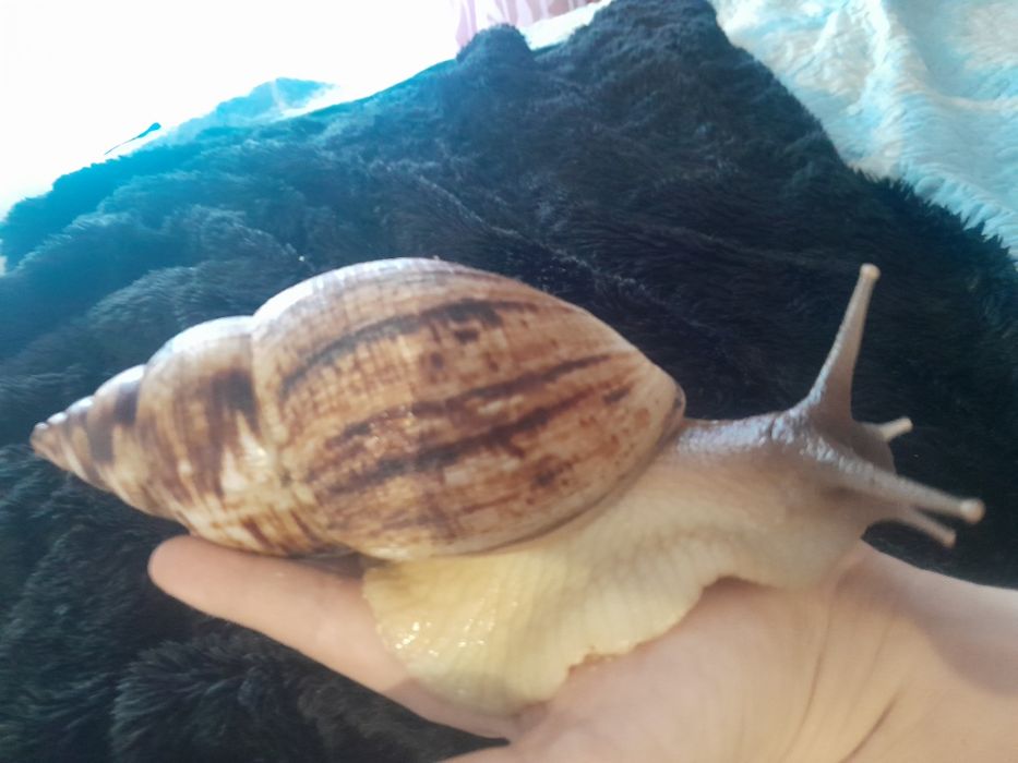 Ślimak afrykański na 30% TANIEJ