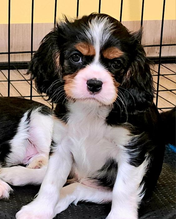 Dziewczynka tricolor Cavalier King Charles Spaniel fci