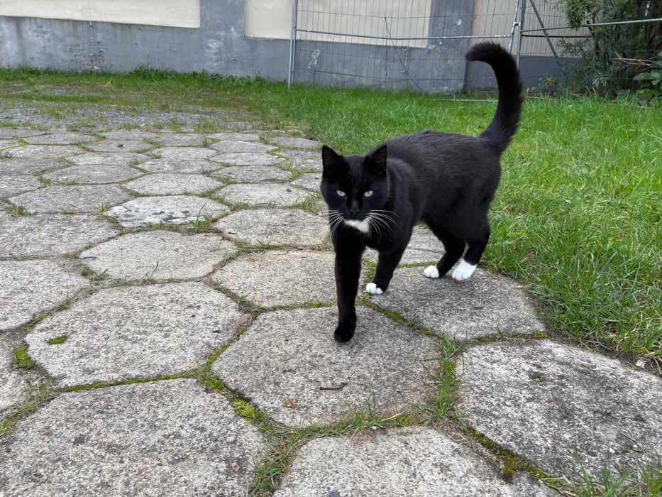 Znaleziono kotkę? Wrzeszcz, os. Garnizon