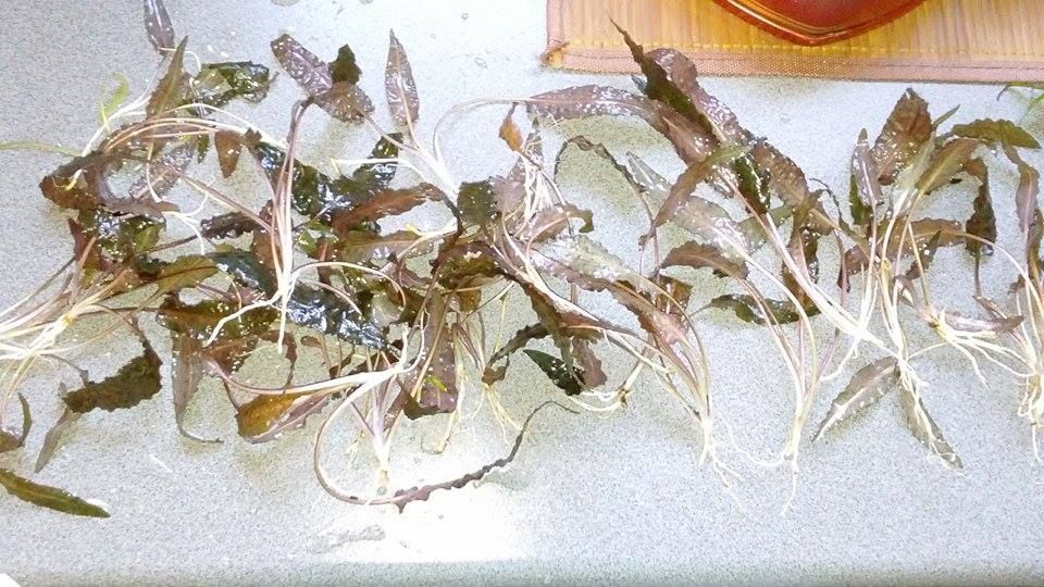 Cryptocoryne brown