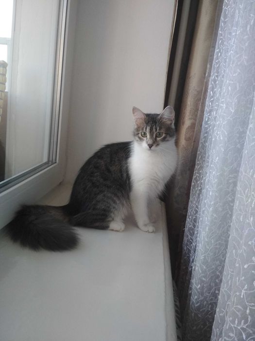 Терміново зникла кішка!