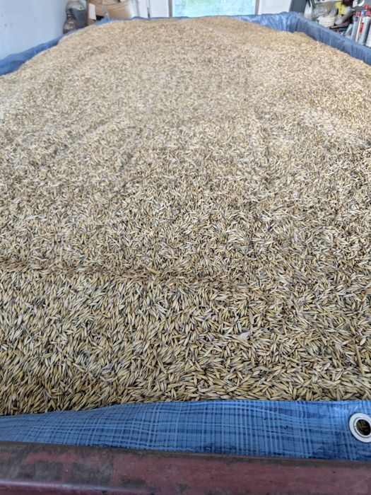 Sprzedam ładny Owies