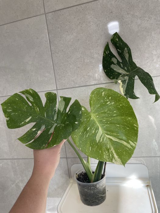 Монстера Тайське Сузірʼя, Aглаонема