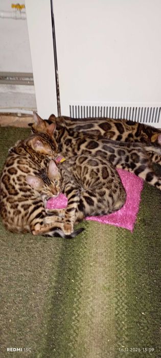 Продам кошенят Бенгал