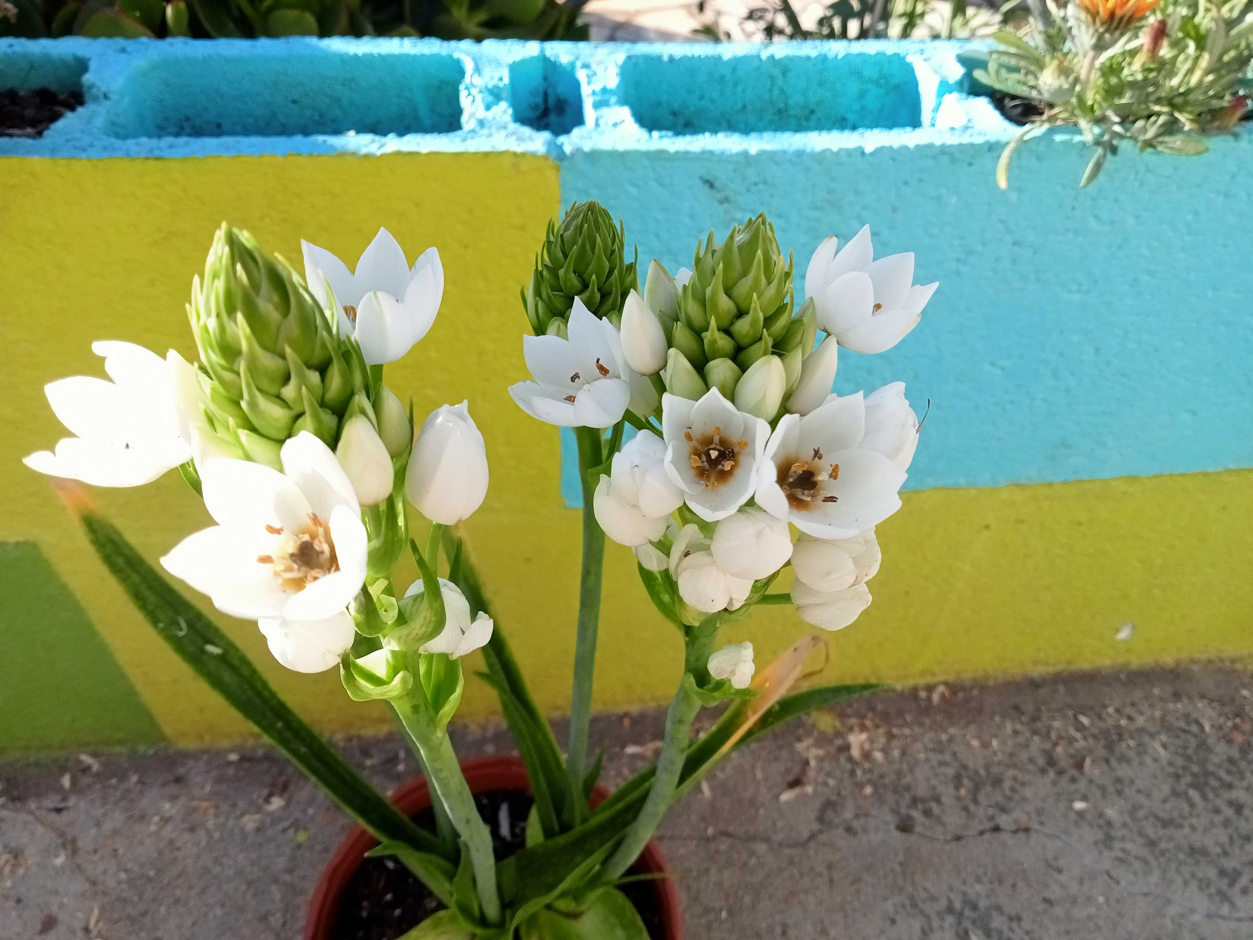 Bolbos Beijinhos de mãe (Ornithogalum thyrsoides)