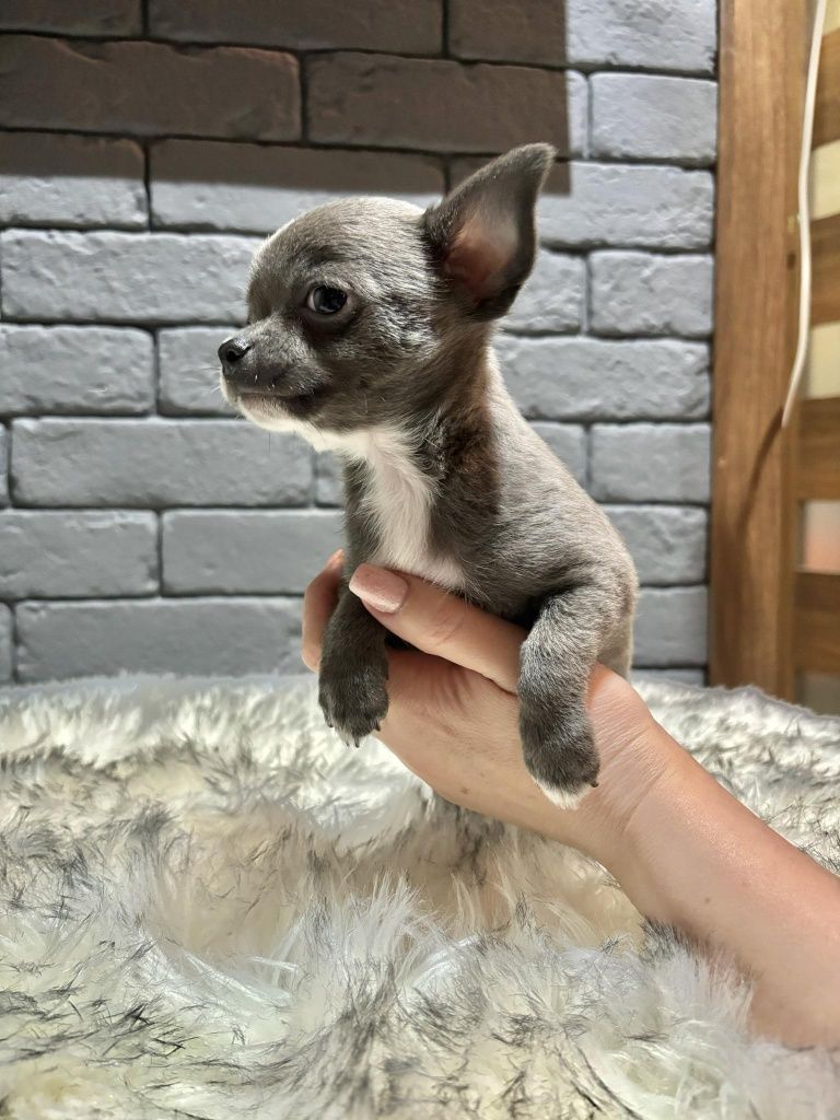 Chihuahua Piesek Blue gotowy do odbioru