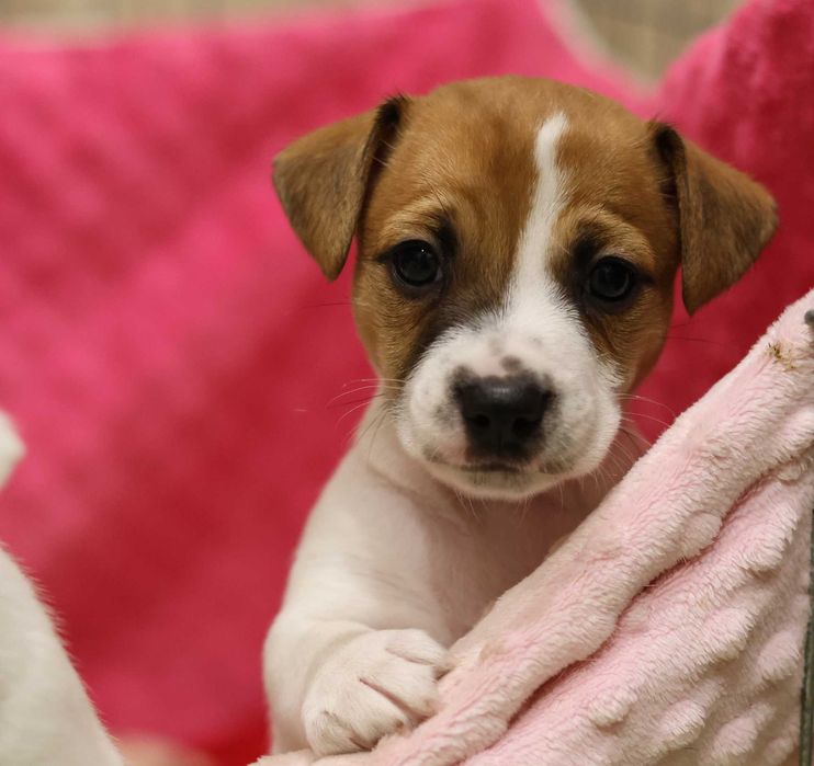 Urocza suczka Jack Russell Terrier z hodowli "BREFIO" /bad. genetyczne