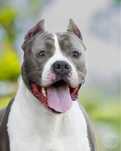 American Staffordshire Terrier-zapowiedz