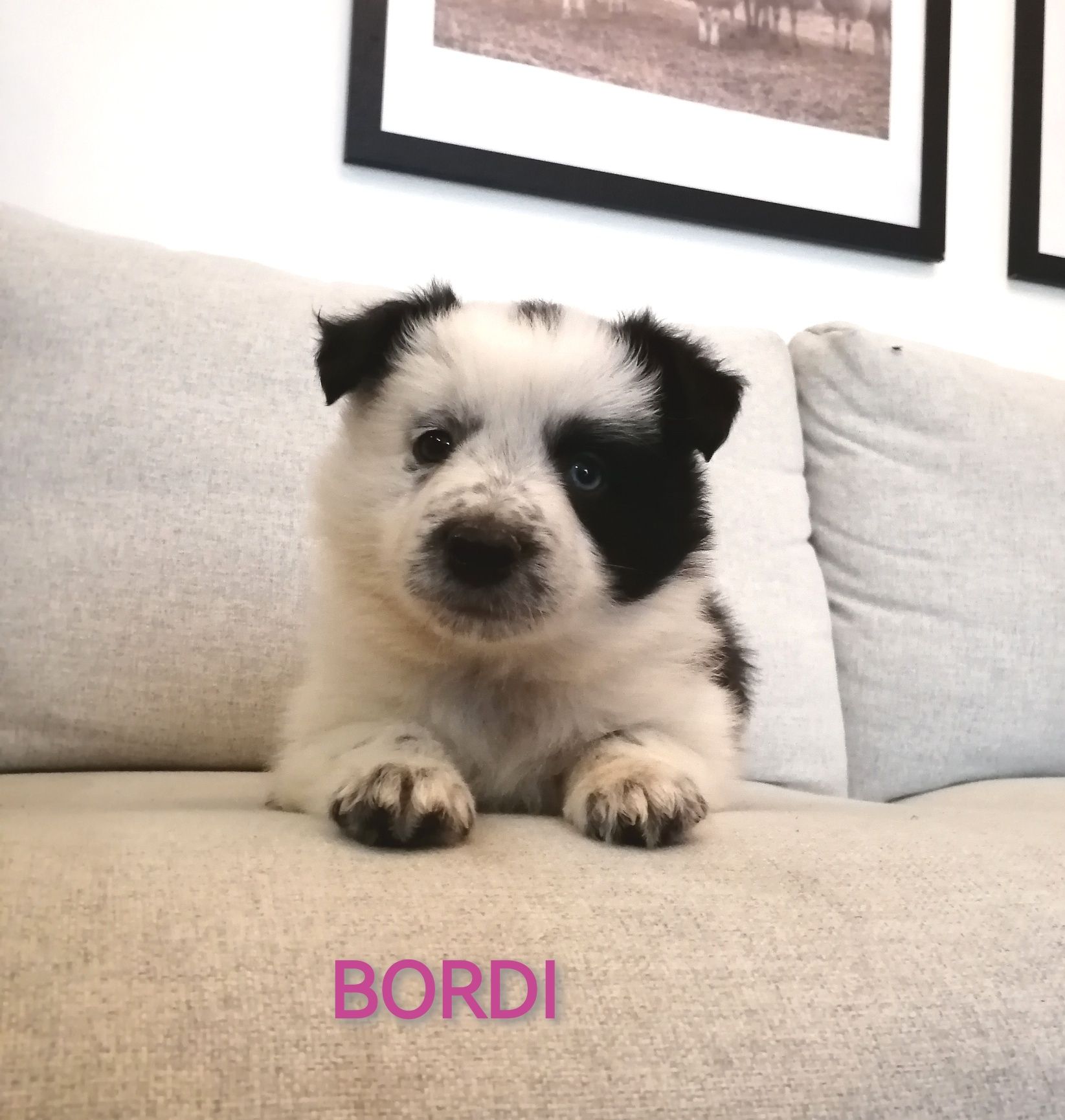 Border Collie Suczka DO ODBIORU