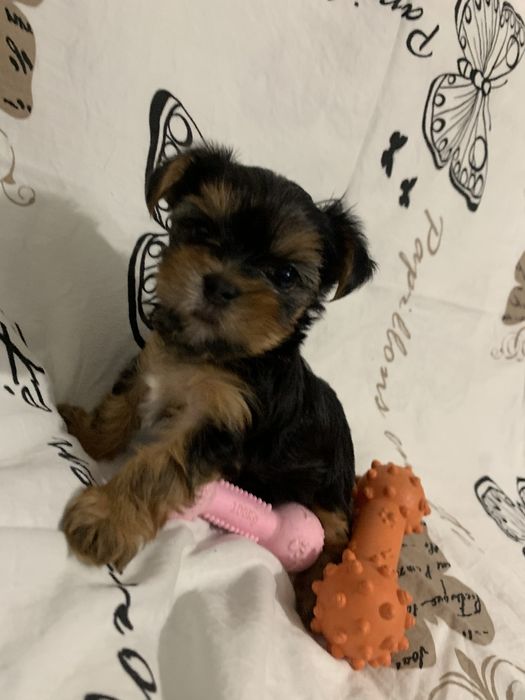 Piesek yorkshire terrier