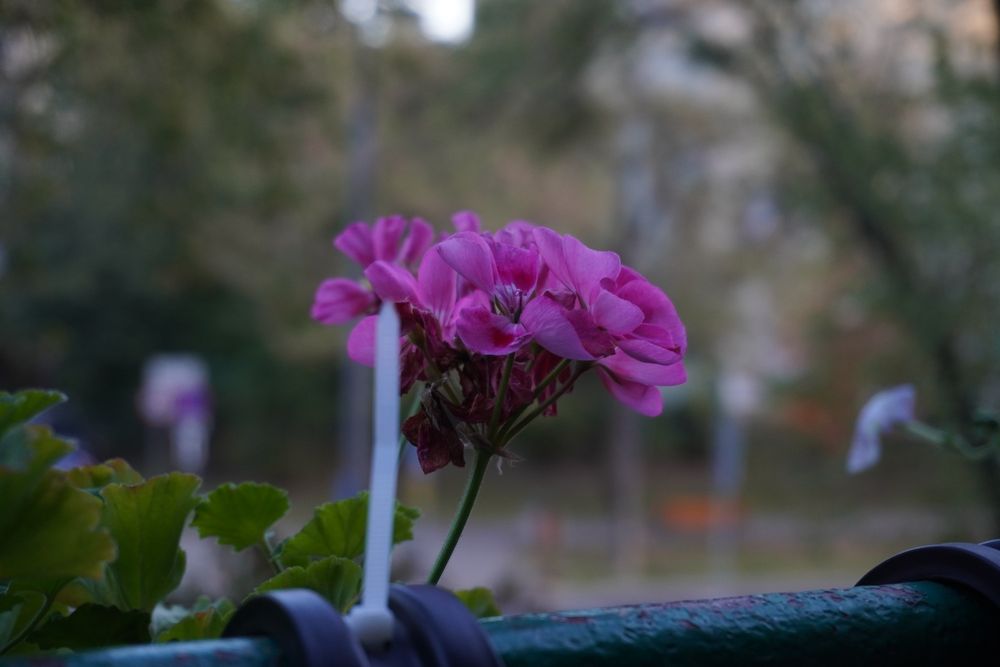 Sony E PZ 16-50mm f/3.5-5.6 OSS Czarny SELP1650