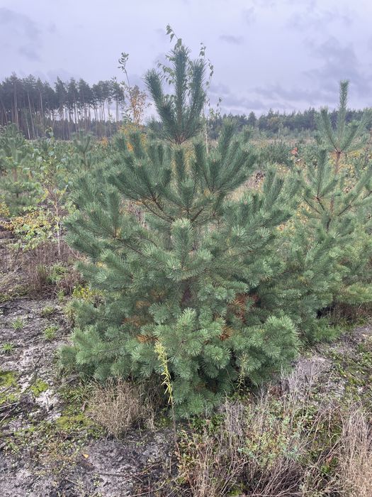 Сосна , ялинка новорічна оптом, звичайна , кримська